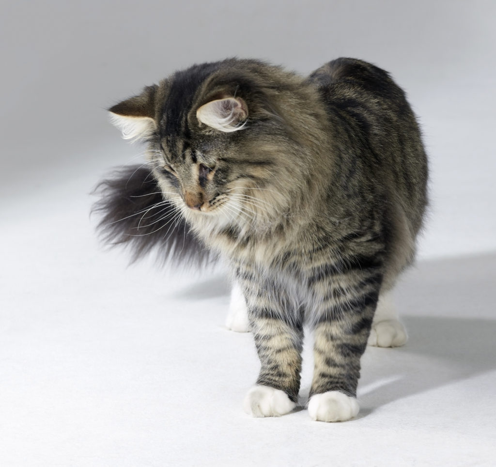 How much should a Norwegian Forest cat weigh?