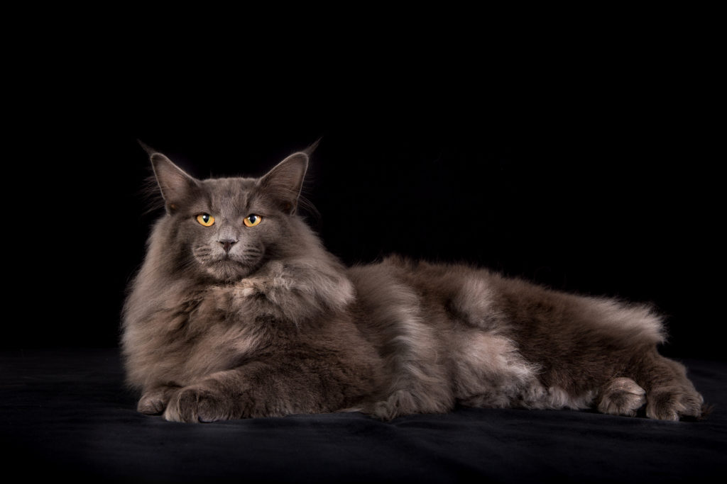 Norwegian Forest Cat Grooming Tips