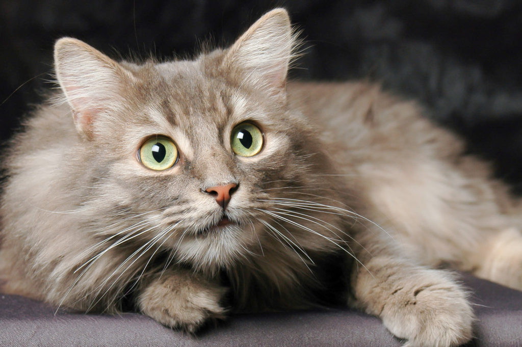 How do you shave your norwegian forest cat?