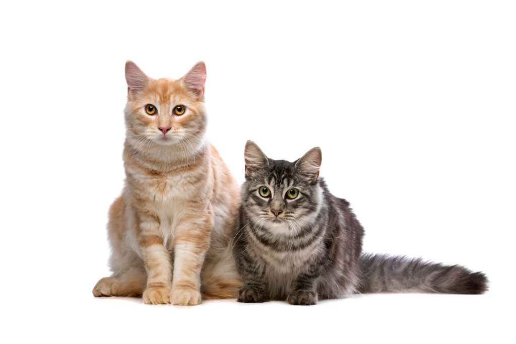 Norwegian Forest Cats vs. Maine Coons: What is the Difference?