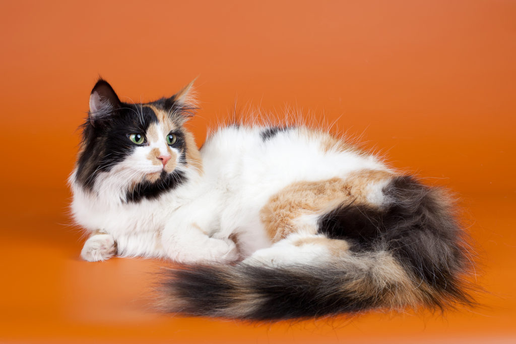 Is Your Kitty a Norwegian Forest Cat Mix?