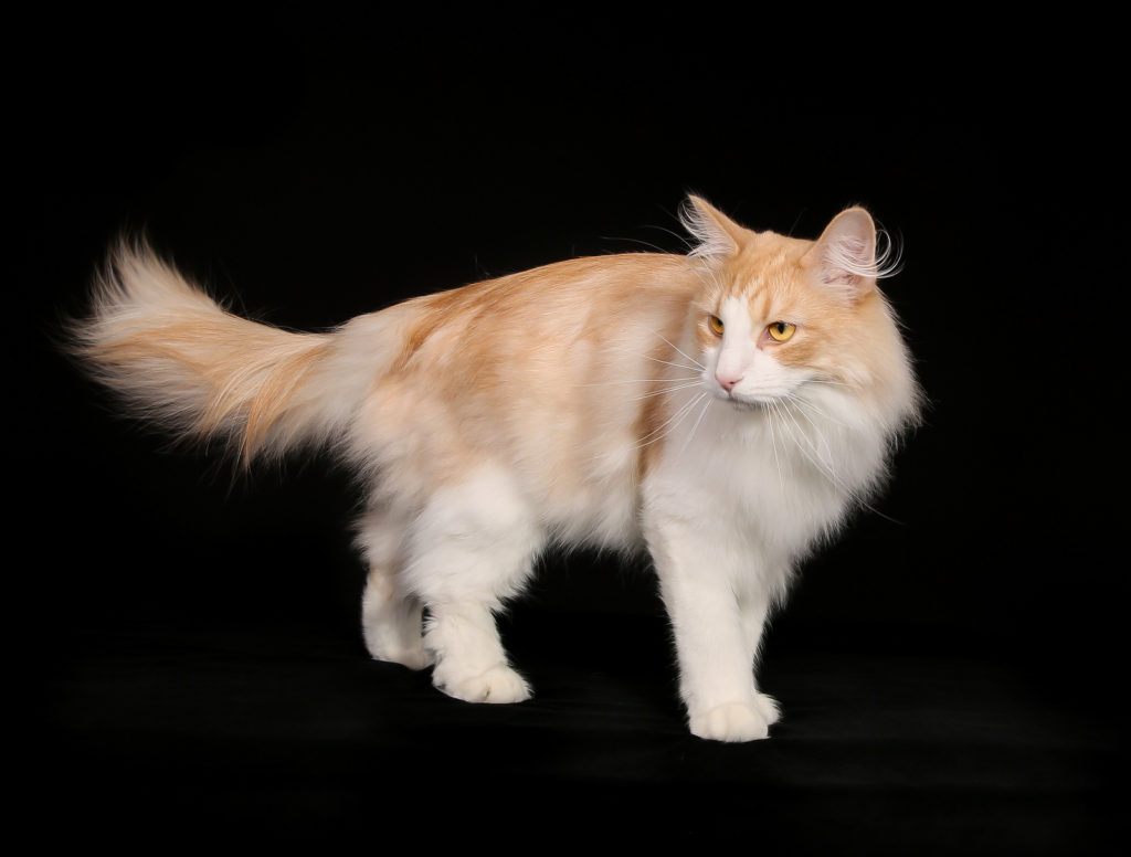 Purebred Norwegian Forest Cat