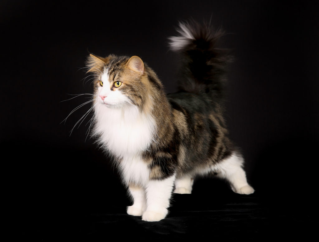 Norwegian Forest Cat