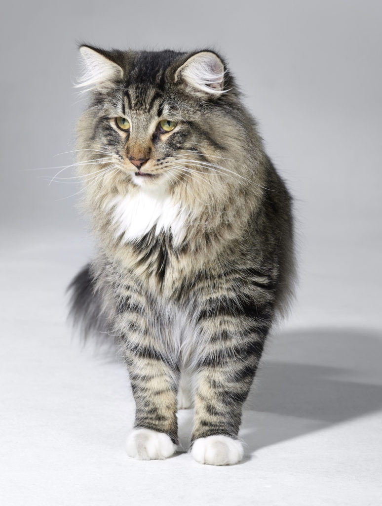 Tabby Norwegian Forest Cat