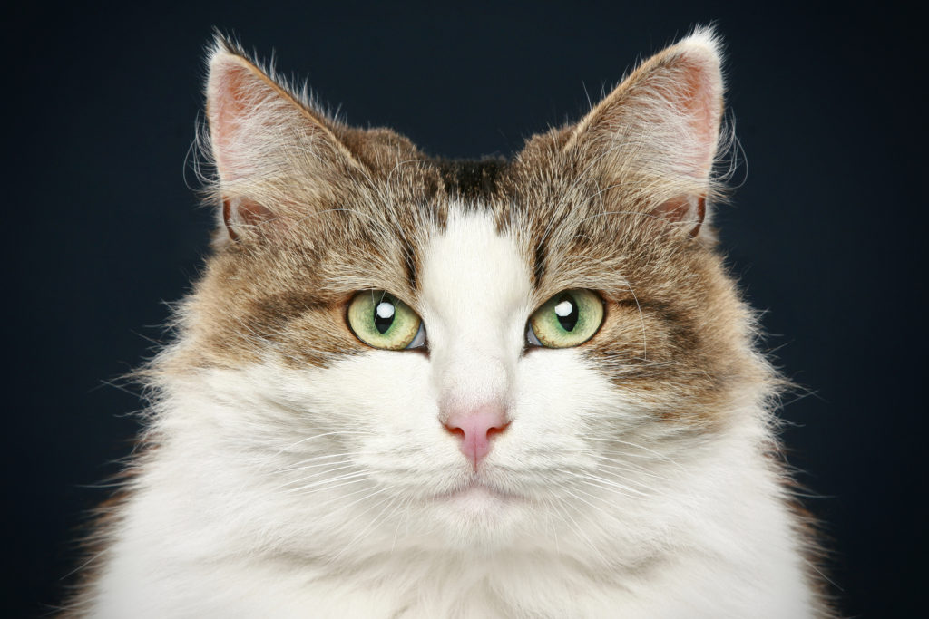 Norwegian Forest Cat Photo Gallery