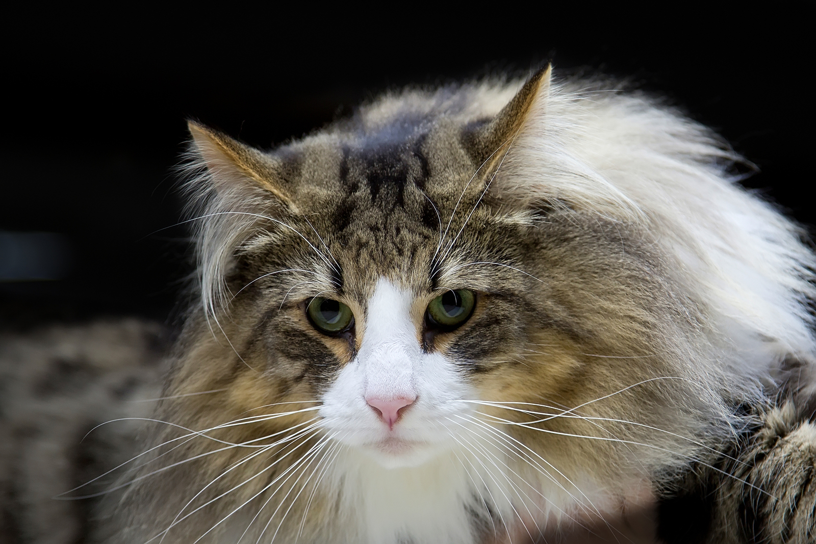 How to Spot a Norwegian Forest Cat