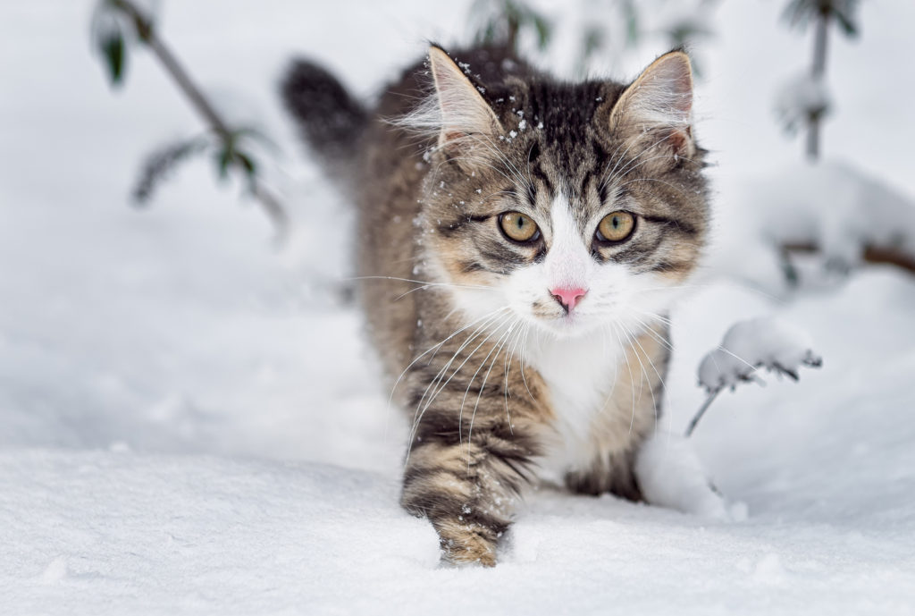 How Much do Norwegian Forest Cat Kittens Cost?