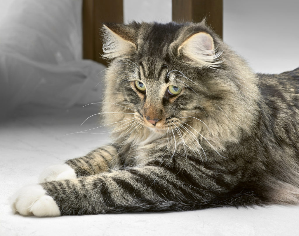 What is the Weight Range for Adult Norwegian Forest Cats?