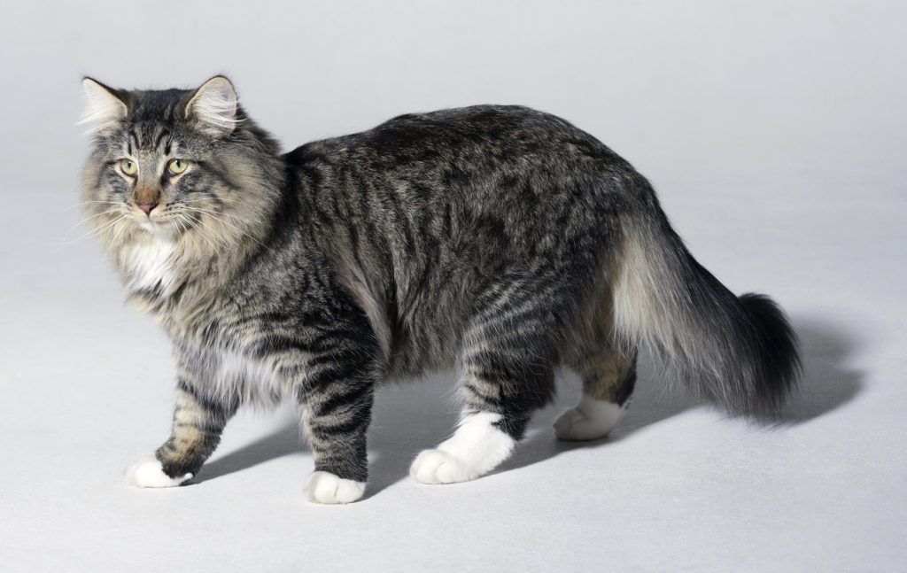 Strutting Norwegian Forest Cat