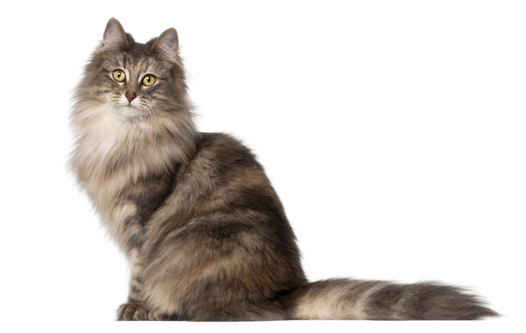 Male vs. Female Norwegian Forest Cats