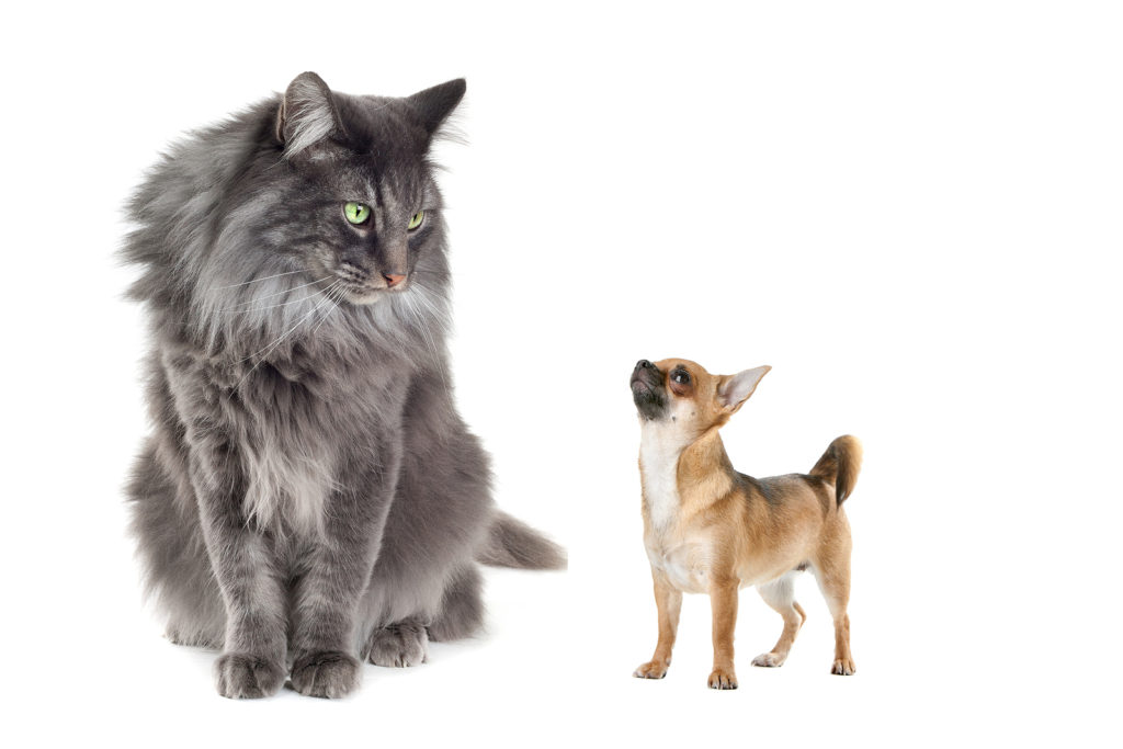 Norwegian Forest Cat vs Chihuahua